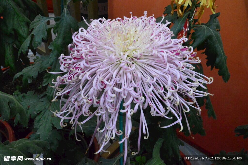 菊花 