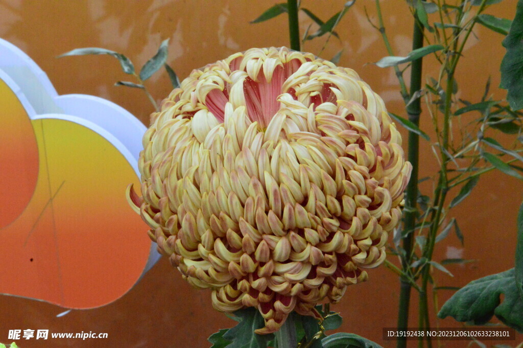 菊花