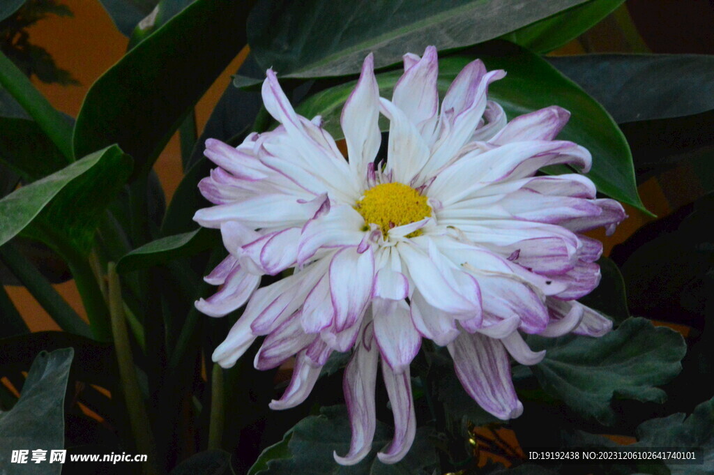 菊花 