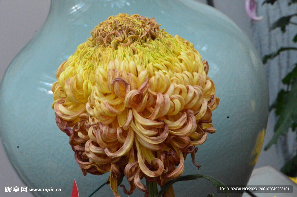 菊花