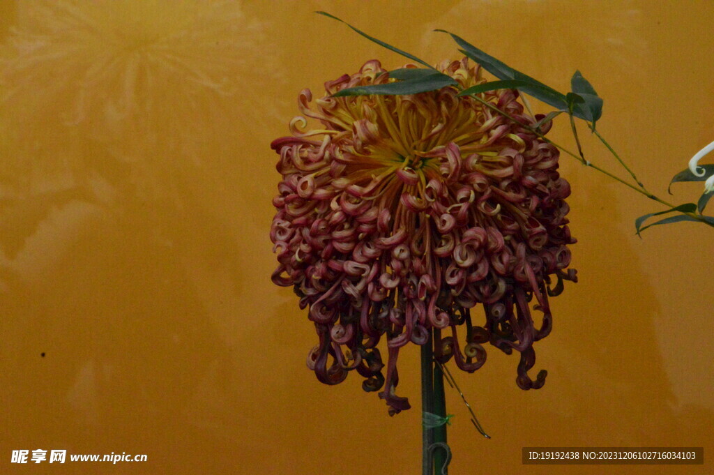 菊花 