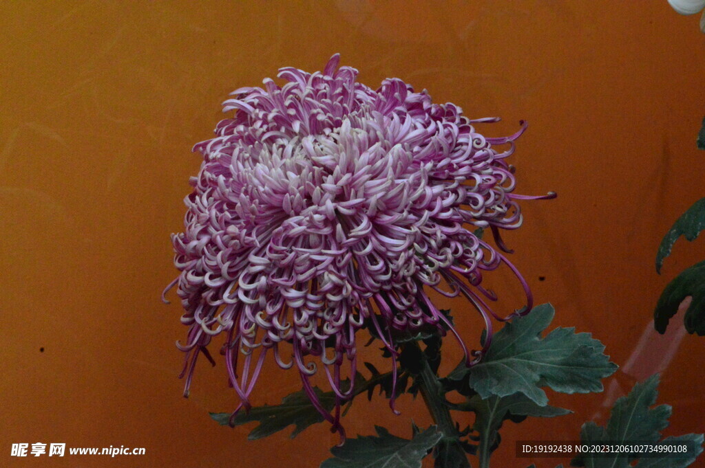 菊花 