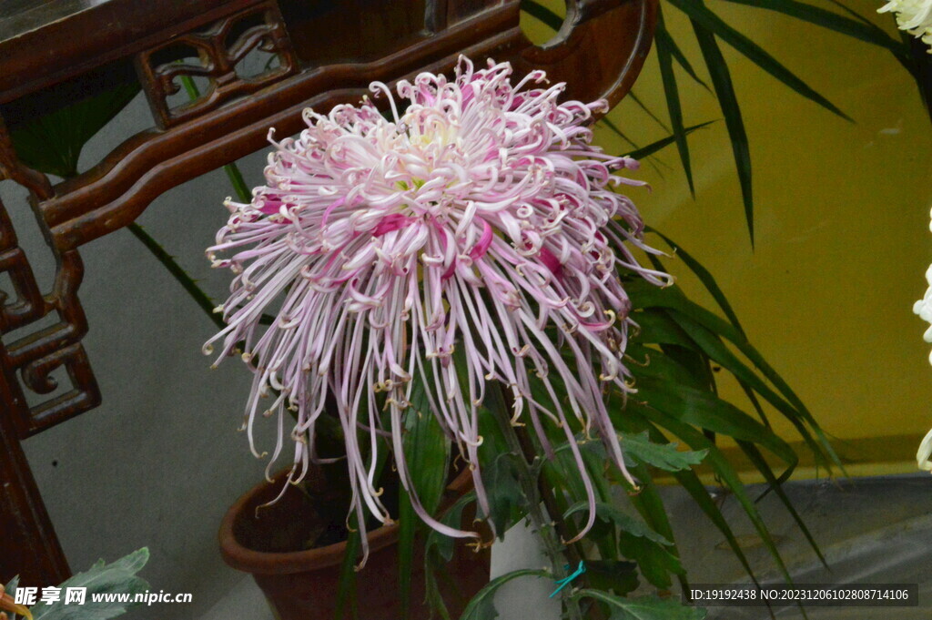 菊花 