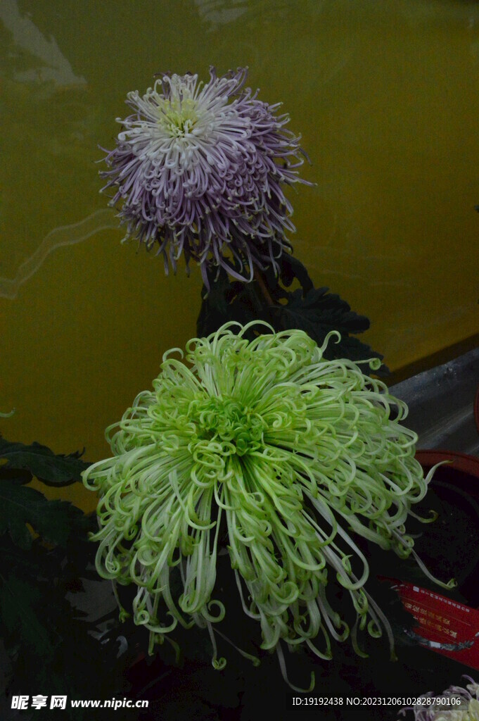菊花
