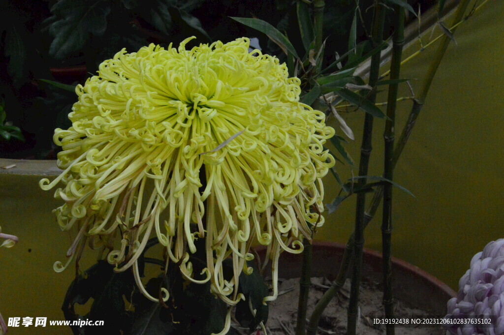 菊花