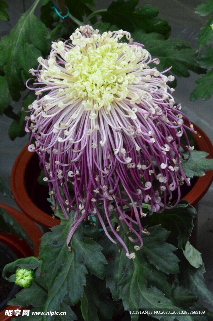 菊花 