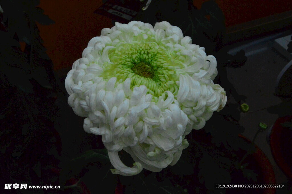 菊花