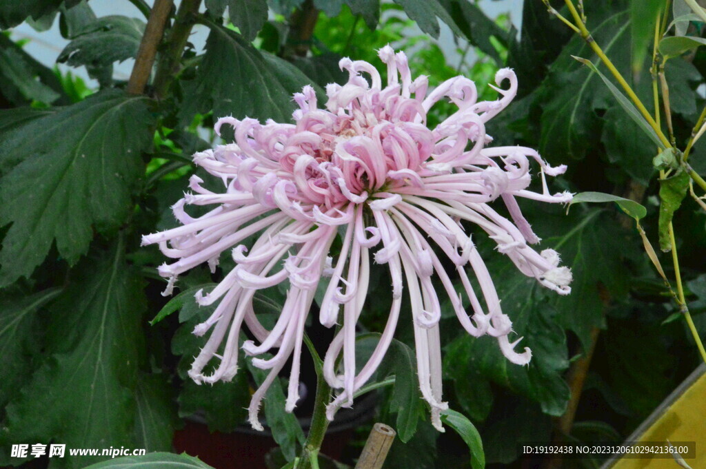 菊花 