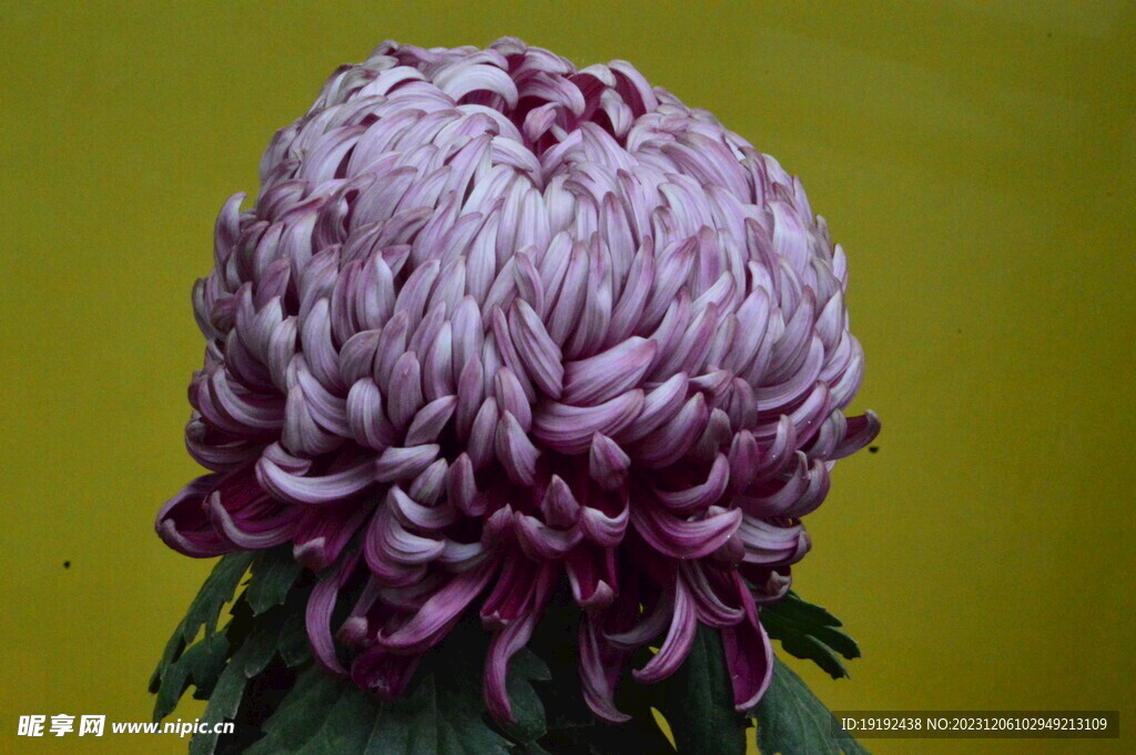 菊花 