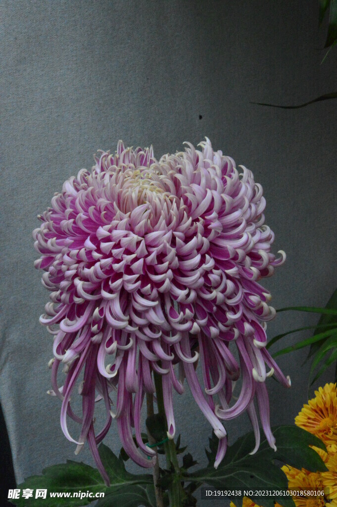 菊花 