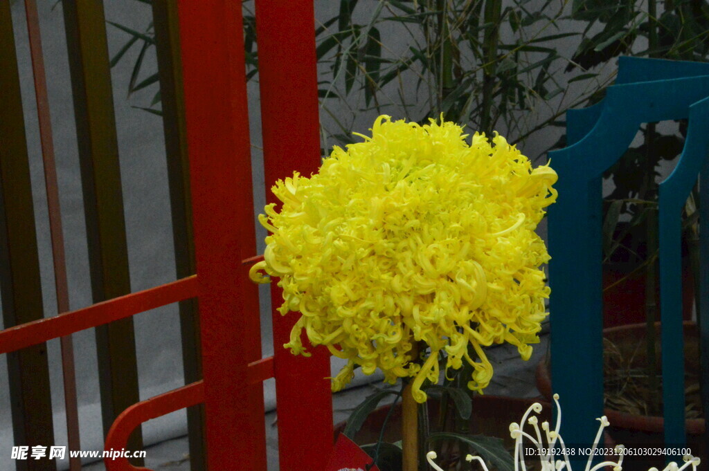菊花 