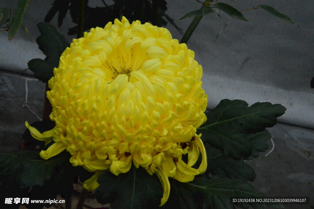 菊花