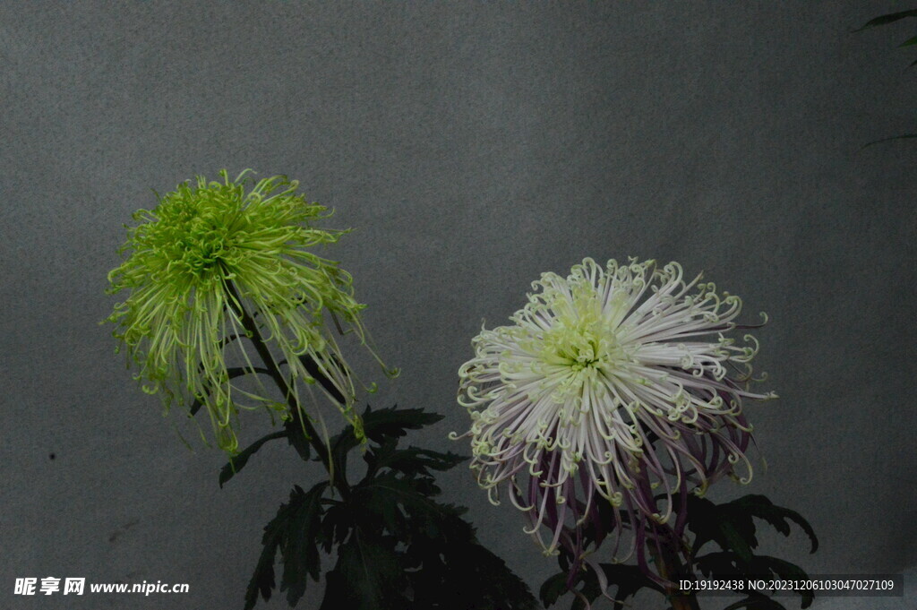 菊花
