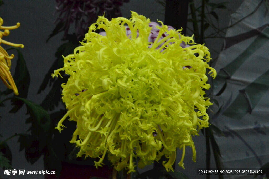 菊花