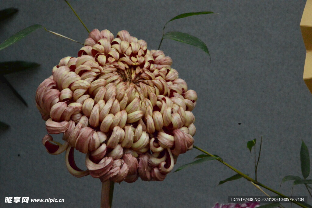 菊花 