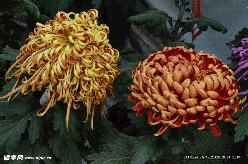 菊花 