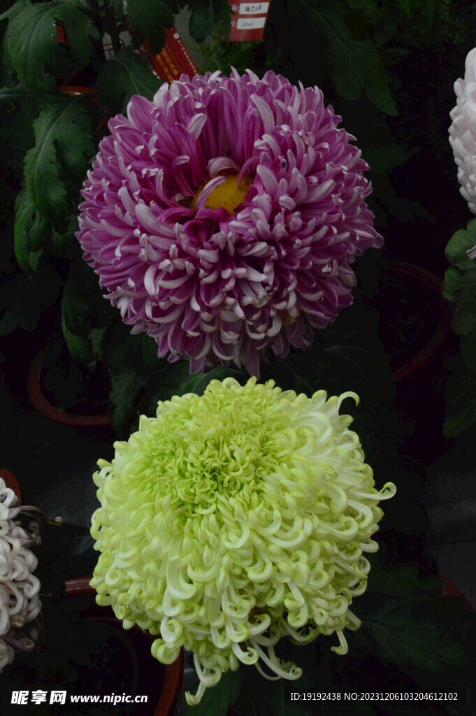 菊花