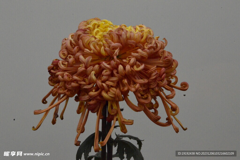 菊花 
