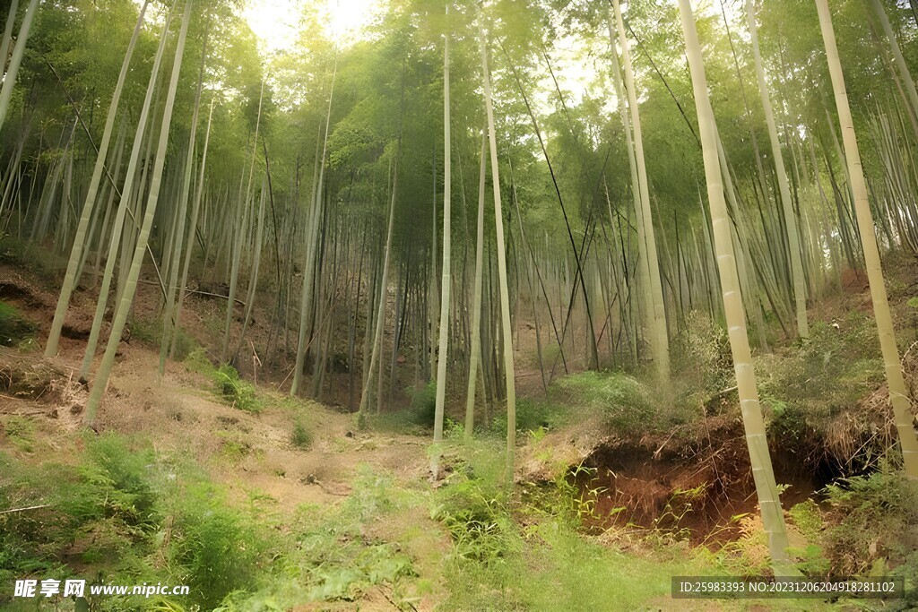 竹林