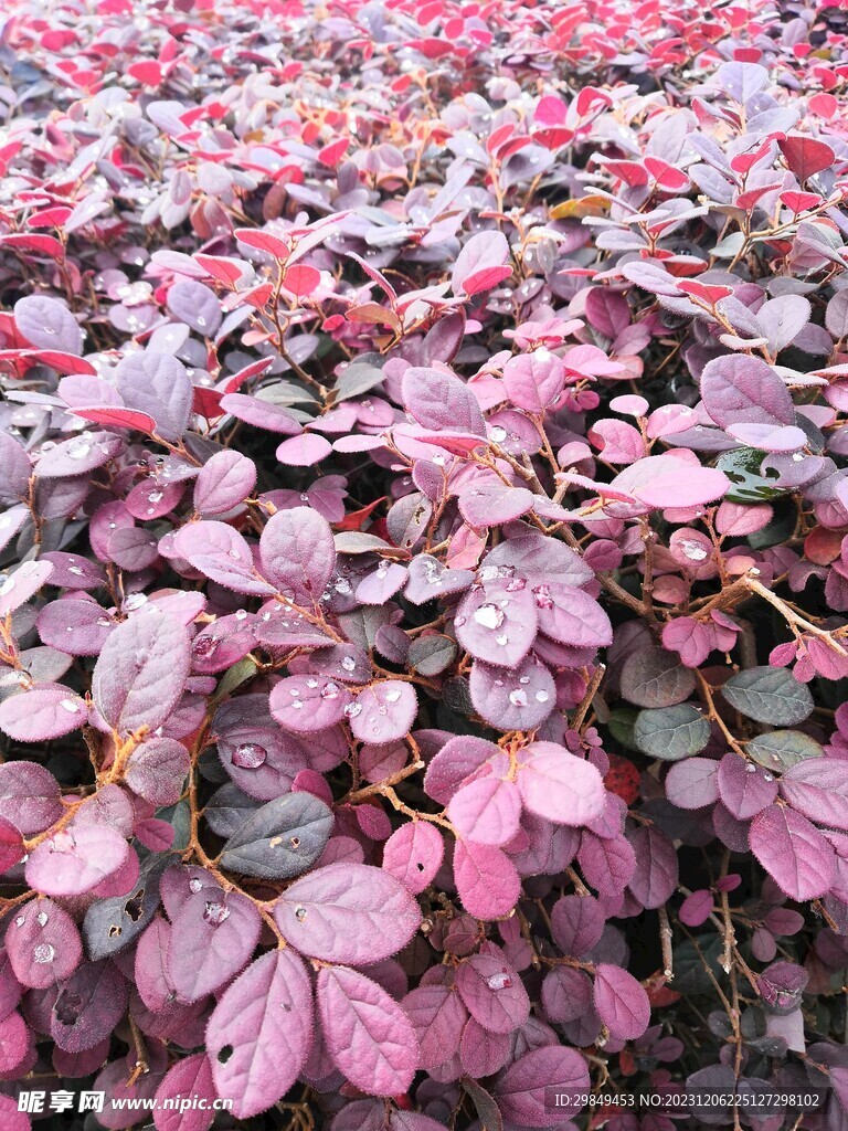 花草