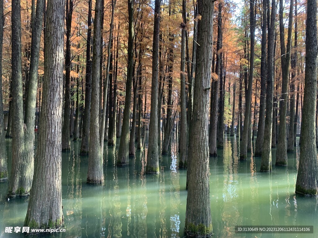 水上森林