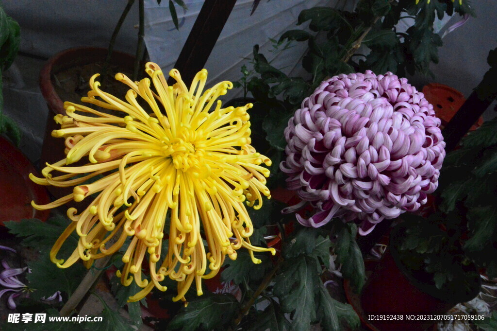 菊花 