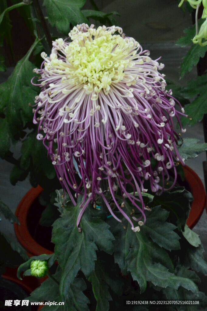 菊花