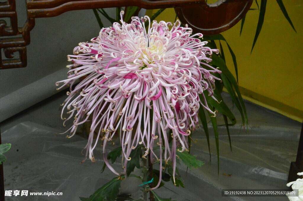 菊花 