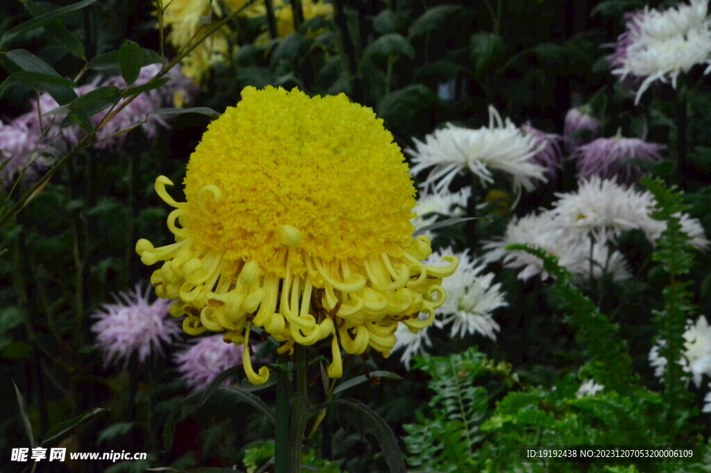 菊花 