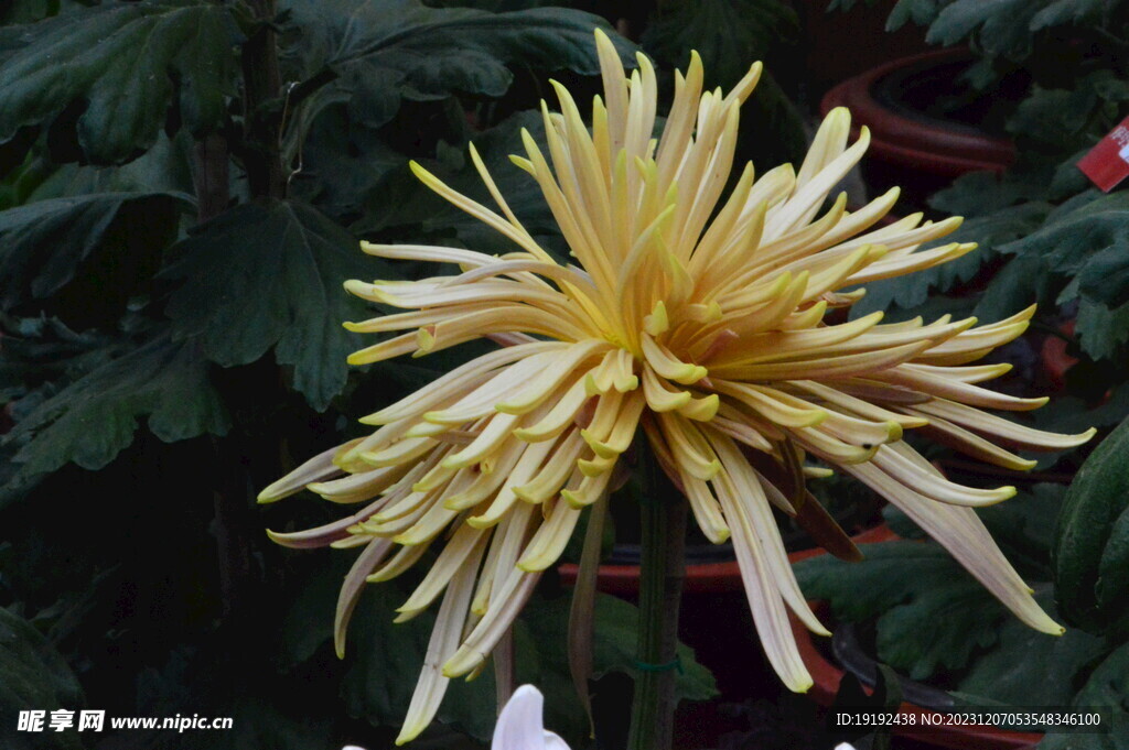 菊花 