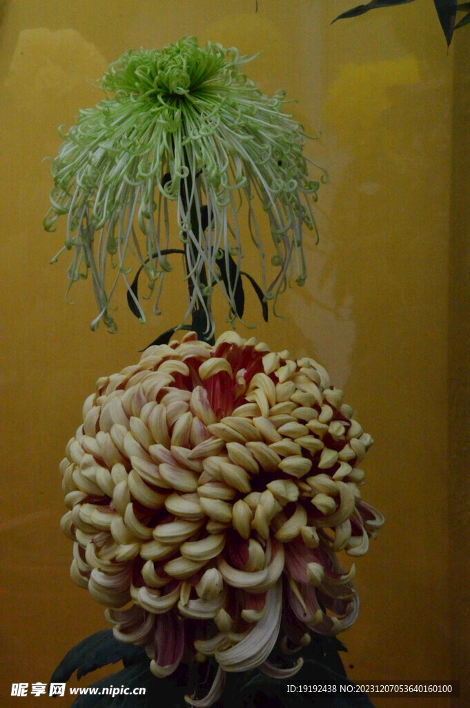 菊花
