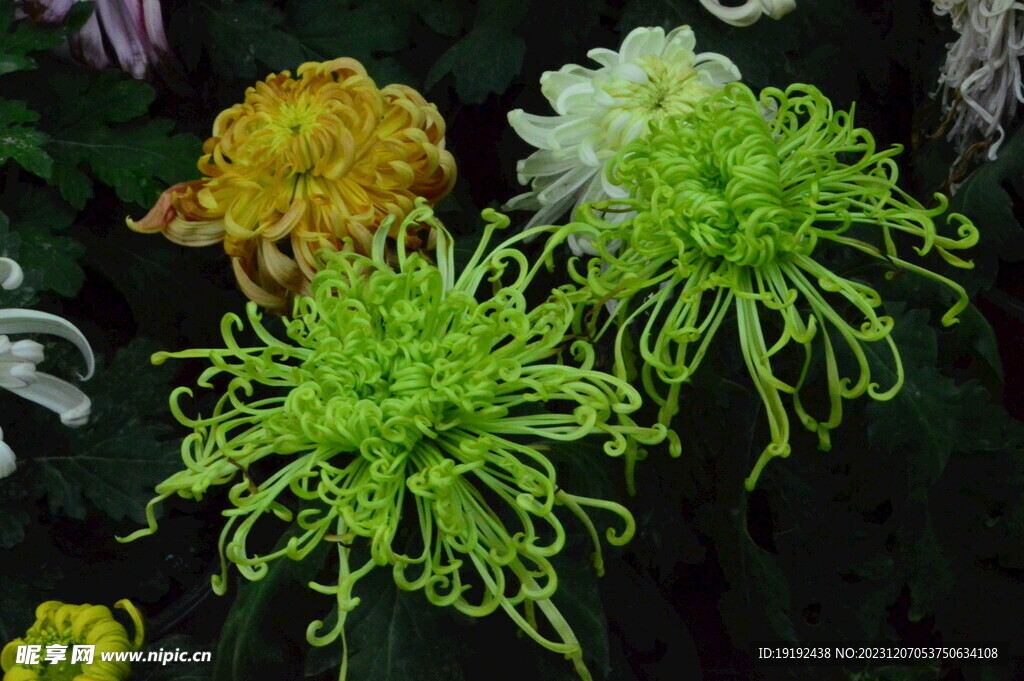 菊花