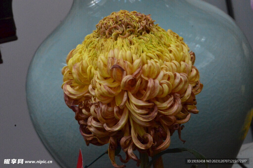 菊花