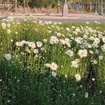 小花