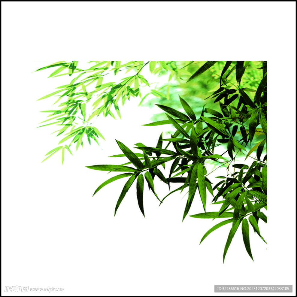 竹子