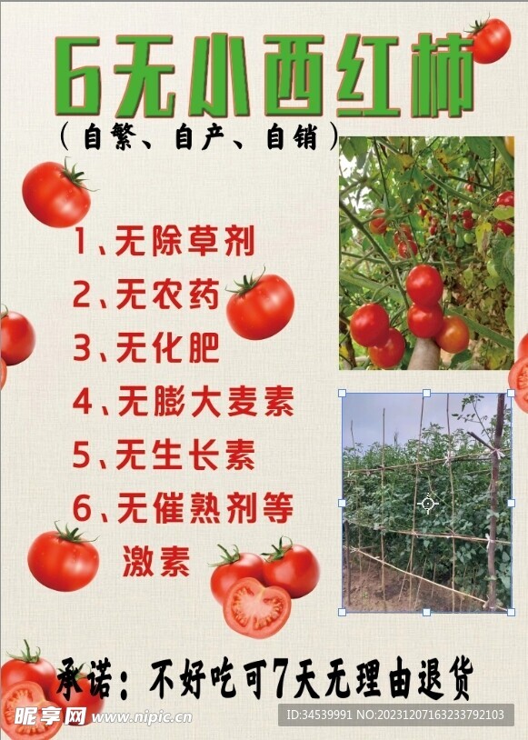西红柿宣传海报