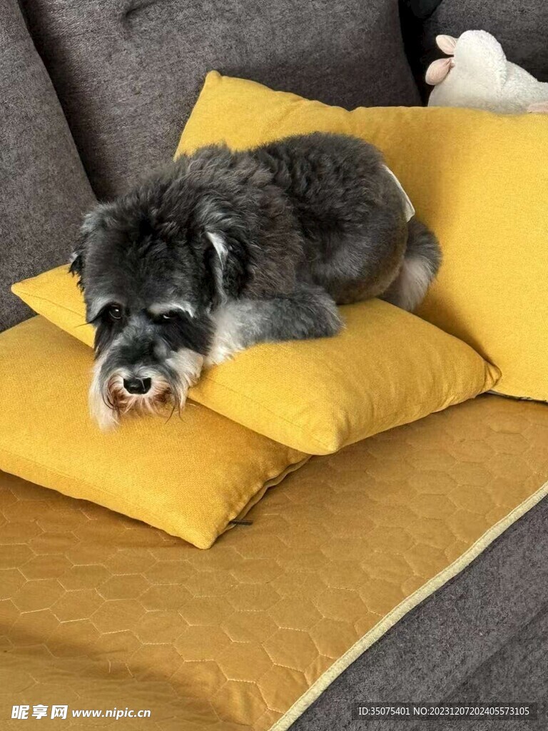 狗狗