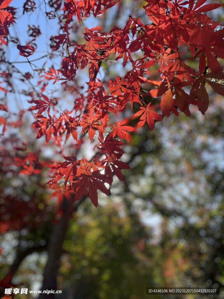 枫树