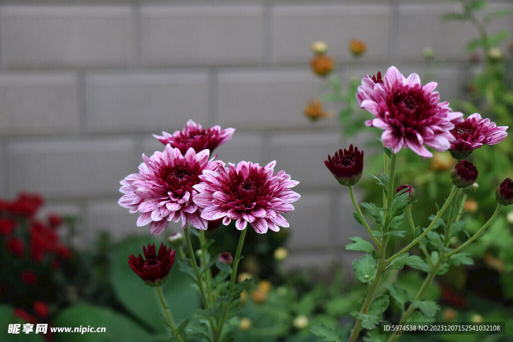 小菊花  大丽花