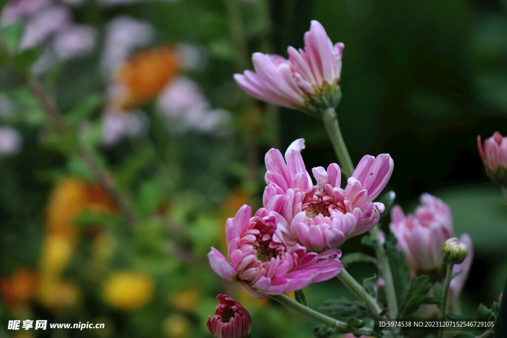 菊花