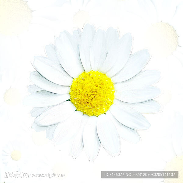 白色花卉水彩挂画装饰画