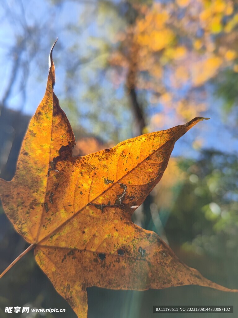 枫叶