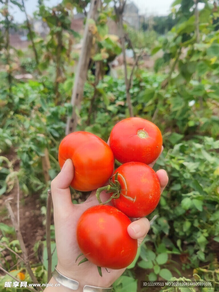 番茄