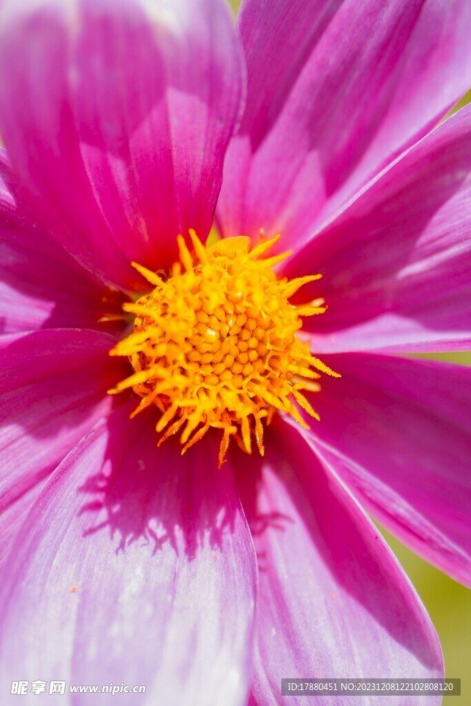 格桑花