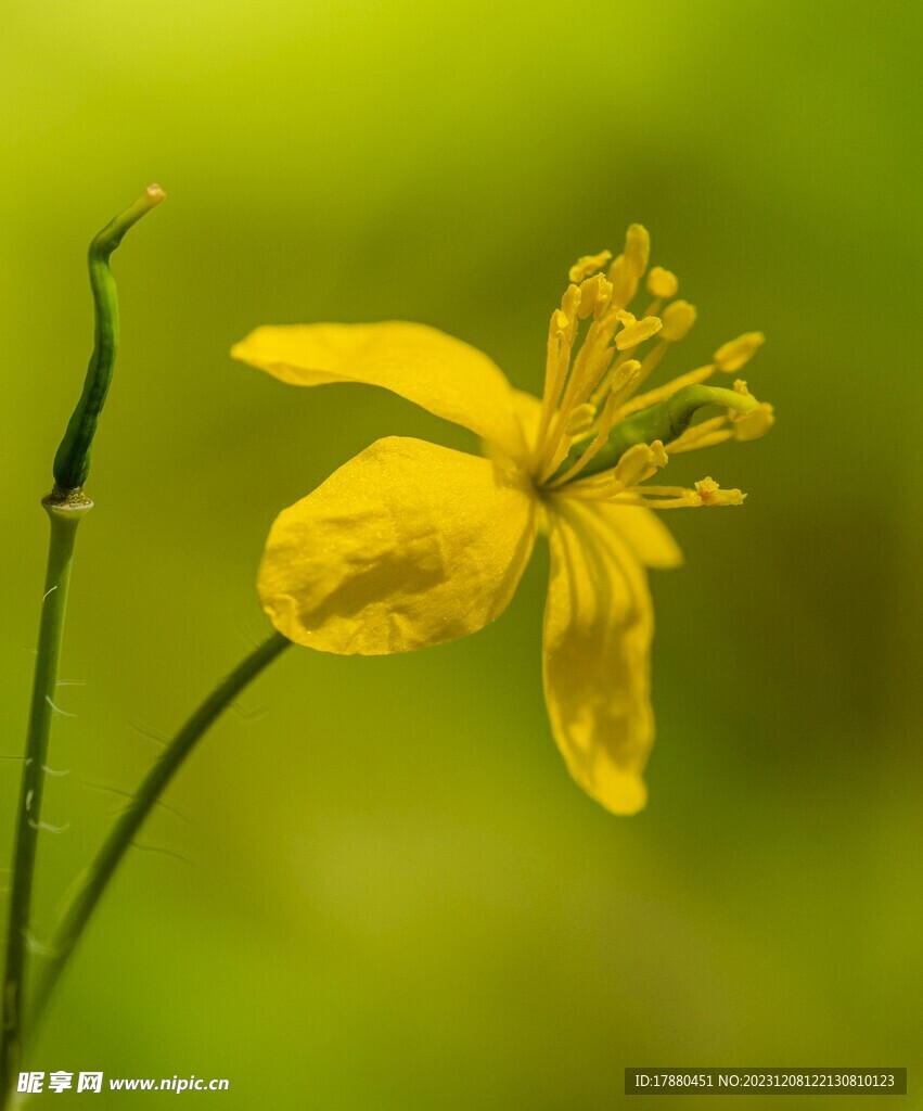 白屈菜