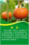 南瓜