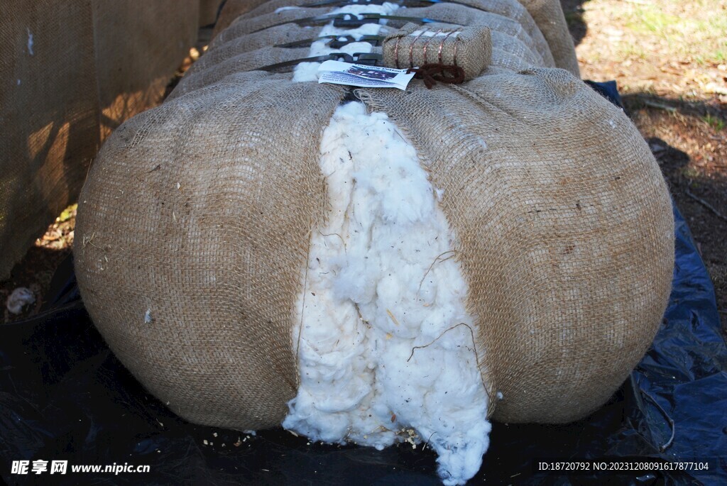  棉花图片