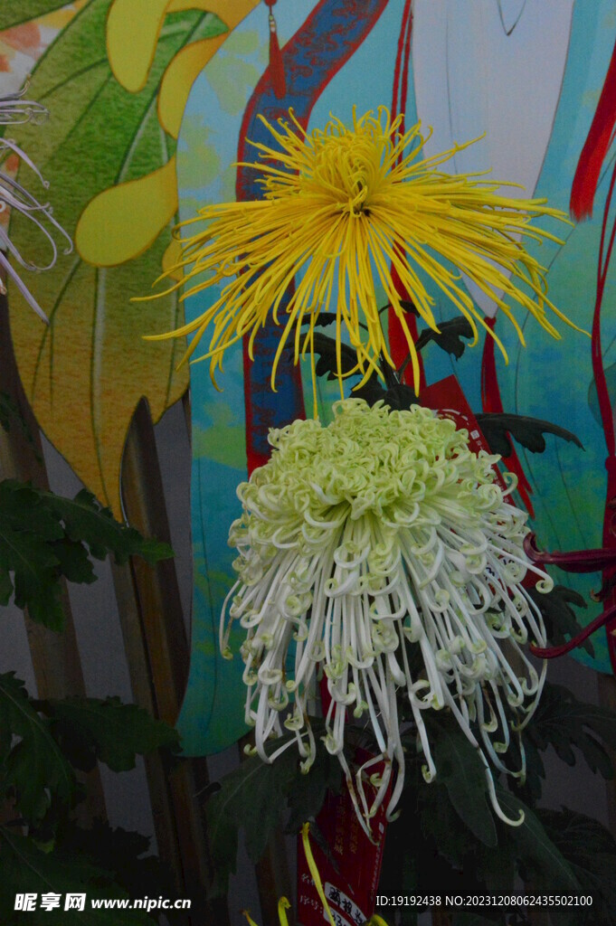 菊花 
