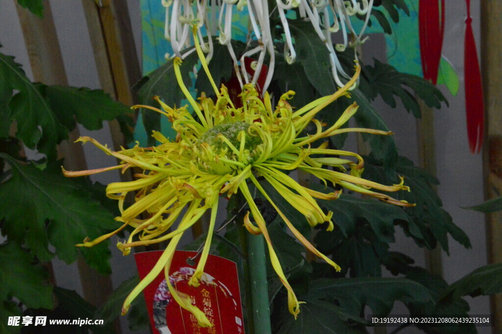 菊花 