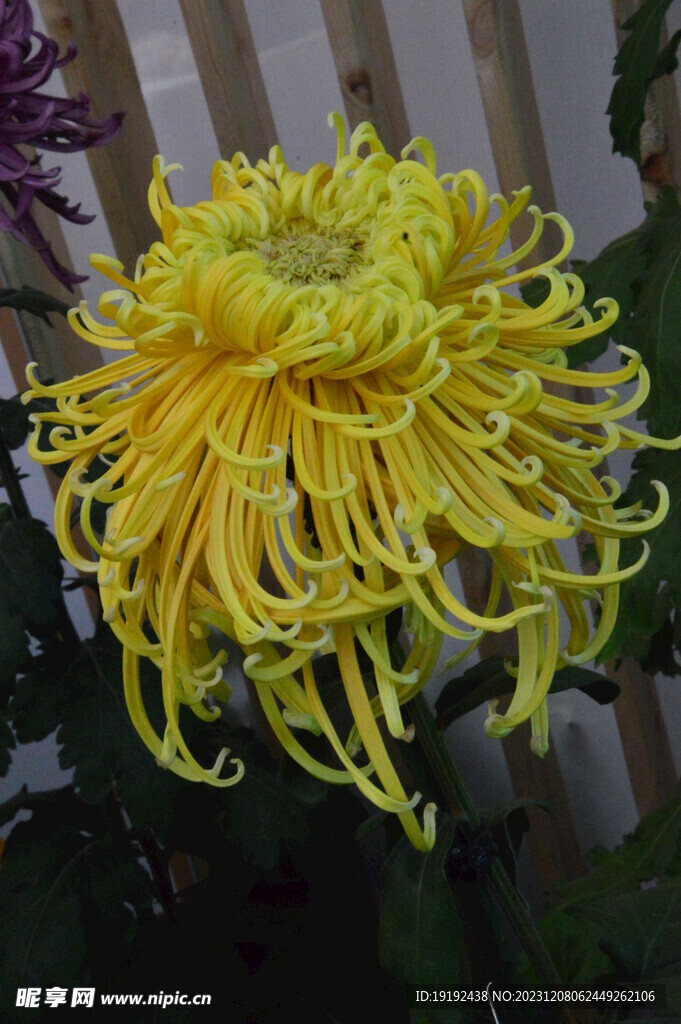 菊花 